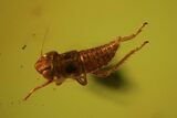 Fossil Cicada (Auchenorrhyncha) Larva & Parasitic Worm In Amber #84629-1